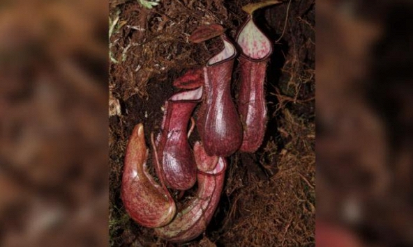 Lần đầu tiên phát hiện thực vật ăn thịt bẫy con mồi dưới lòng đất