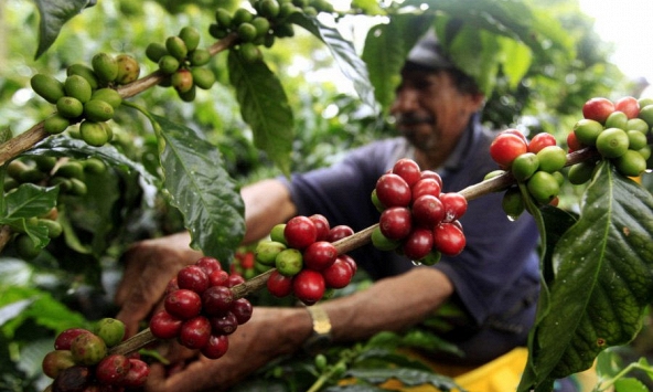 Xuất khẩu tiêu sang Trung Quốc trong tháng 6 tăng gấp 6 lần so với tháng trước