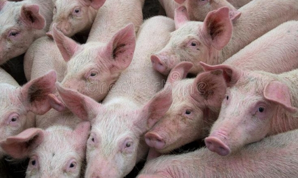 Giá heo hơi hôm nay 1/7: Miền Bắc liên tục tăng