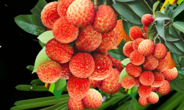 Vải thiều Việt Nam tại Úc có giá hơn nửa triệu đồng/kg