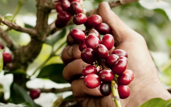 Thị trường nông sản cuối tuần ảm đạm