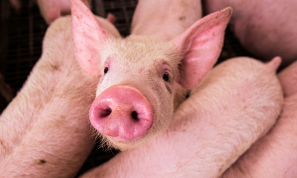 Giá heo hơi hôm nay 2/7: Miền Bắc xuất hiện mức giá 63.000 đồng/kg