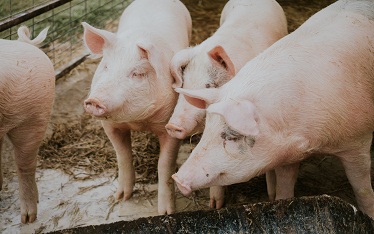 Giá heo hơi hôm nay 4/7: Duy trì đà tăng