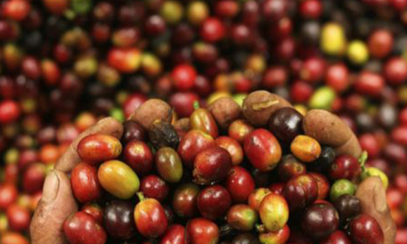 Giá cà phê thế giới được dự báo giảm trong ngắn hạn