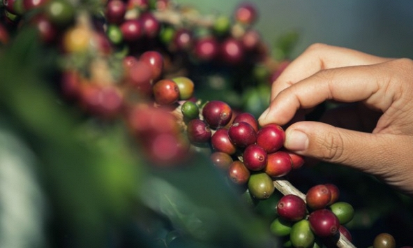 Thị trường nông sản đầu tuần lặng sóng, hồ tiêu ghi nhận tín hiệu tích cực