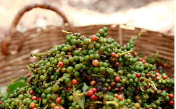 Dự báo giá hồ tiêu giảm