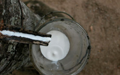 Xuất khẩu cao su 6 tháng vẫn tăng nhẹ