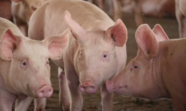 Giá heo hơi hôm nay 5/7: Tăng từng ngày, người nuôi 'găm hàng'