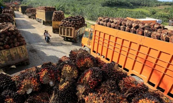 Nguồn cung tăng, giá dầu cọ và ngũ cốc bắt đầu giảm mạnh 