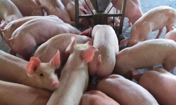 Giá heo hơi hôm nay 6/7: Miền Bắc lên lên mức cao nhất 1 năm