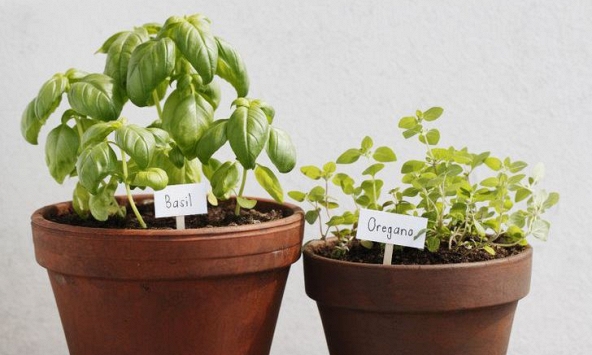 8 loại thảo mộc và gia vị có thể dễ dàng trồng trong nhà bếp