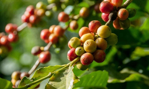 Thị trường nông sản 6/7: Giá cao su tăng giảm trái chiều  