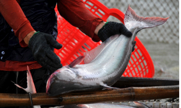 Xuất khẩu thủy sản tháng 6/2022 ước tính trên 1,1 tỷ USD