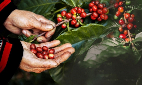 Giá tiêu đen xuất khẩu của Việt Nam giảm gần 150 USD/tấn 