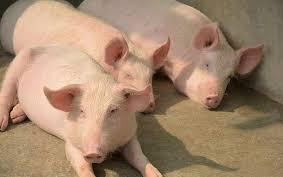 Giá heo hơi hôm nay 8/7: Tiếp tục tăng mạnh, sắp chạm ngưỡng 70.000 đồng/kg