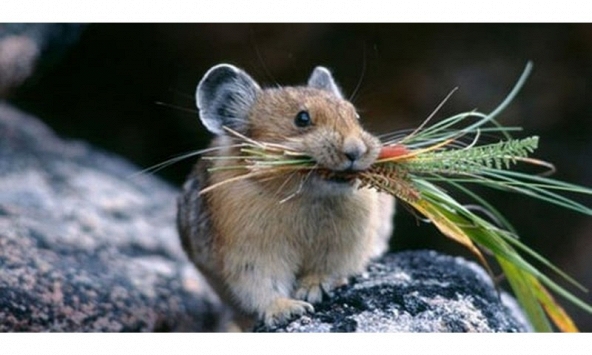 Tử vi 2023 tuổi Tý: Tiền đầy túi, vượng đào hoa cuối năm