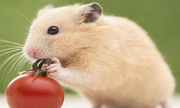 Tử vi các tháng năm 2023 tuổi Tý: Trong suốt năm sự nghiệp là mục tiêu ưu tiên hàng đầu