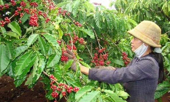 Thị trường nông sản 9/7: Giá cà phê, tiêu lao dốc, cao su đồng loạt tăng    