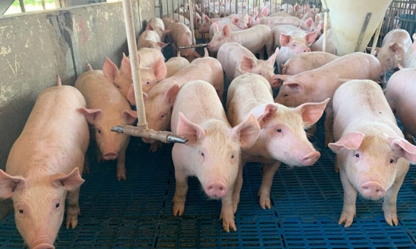 Giá heo hơi hôm nay 9/7: Miền Bắc tiếp tục tăng mạnh