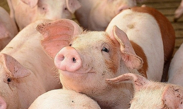 Giá heo hơi hôm nay 11/7: Chưa có dấu hiệu dừng lại