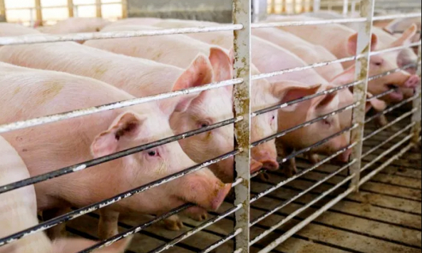 Giá heo hơi hôm nay 12/7: Miền Bắc chạm mốc 70.000 đồng/kg