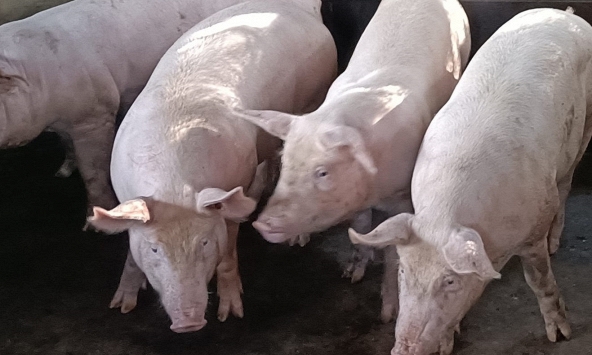 Giá heo hơi hôm nay 13/7: Doanh nghiệp đồng loạt điều chỉnh tăng