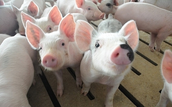 Giá heo hơi hôm nay 15/7: Miền Bắc lên 73.000 đồng/kg