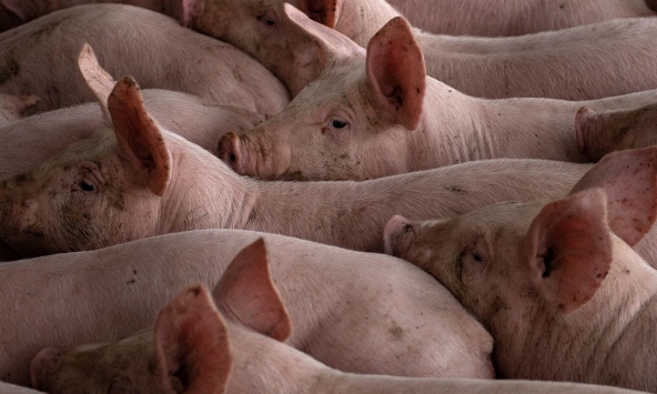 Giá heo hơi hôm nay 16/7: Tăng nhanh tạo khoảng cách chênh lệch lớn