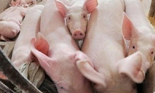 Giá heo hơi hôm nay 18/7: Khó duy trì đà tăng mạnh