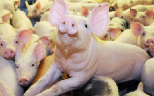 Giá heo hơi hôm nay 19/7: Miền Bắc quay đầu giảm