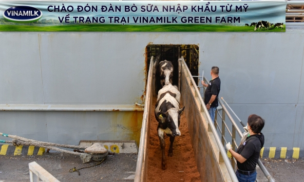 Vinamilk nhập 1.550 con bò sữa từ Mỹ về Việt Nam như thế nào?