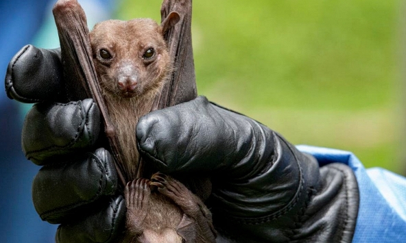 Virus Marburg là gì? Những điều cần biết về virus nguy hiểm này