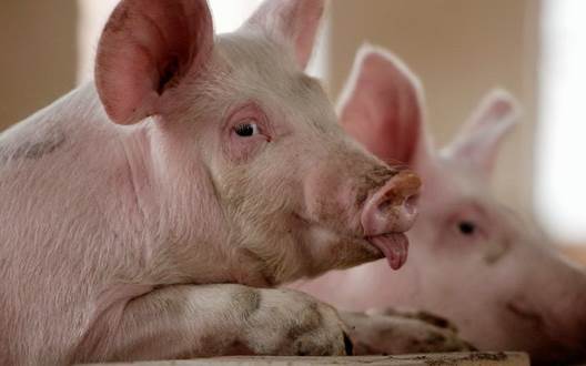 Giá heo hơi hôm nay 20/7: Ba miền đi ngang	