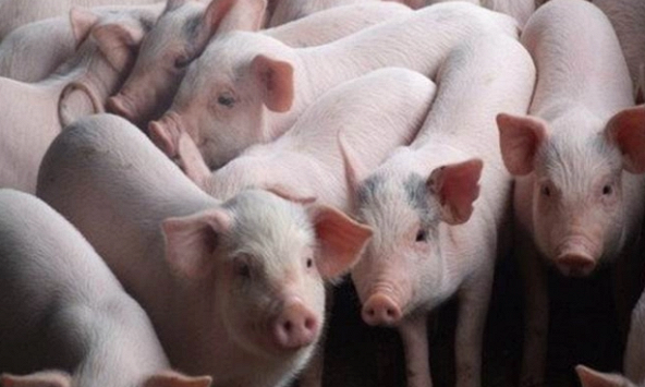 Giá heo hơi hôm nay 22/7: Vì sao quay đầu giảm?