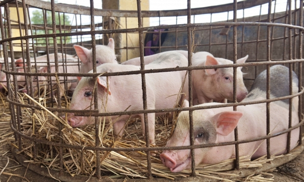 Giá heo hơi hôm nay 23/7: Miền Bắc phục hồi