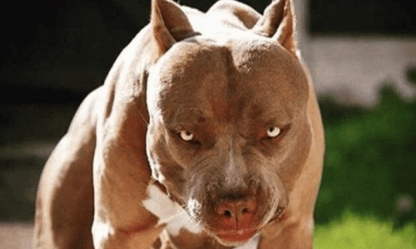 Bé 8 tuổi bị chó Pitbull cắn tử vong