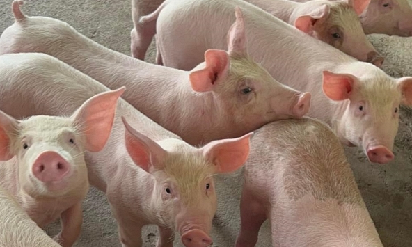 Giá heo hơi hôm nay 25/7: Khó tăng thêm