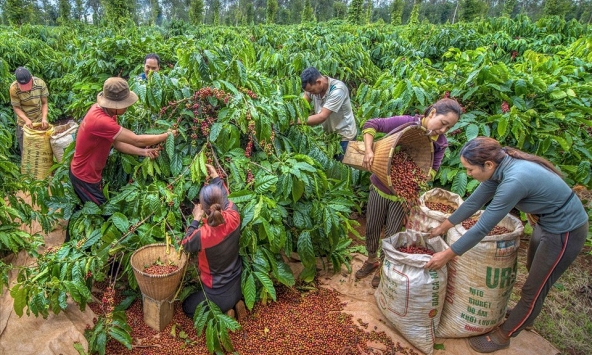 Giá tiêu xuất khẩu trong tháng 7 giảm so với tháng 6, còn hơn 4.100 USD/tấn