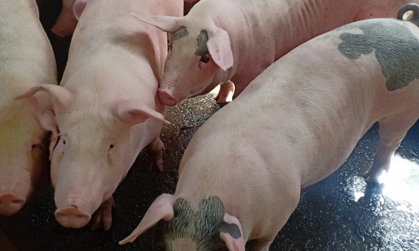 Người nuôi lo bán tháo, giá heo hơi giảm thêm