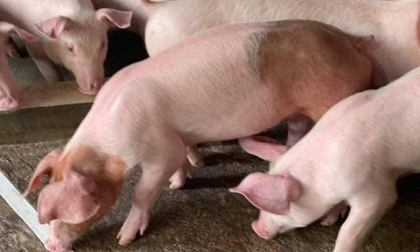 Giá heo hơi hôm nay 26/7: Tiếp tục giảm