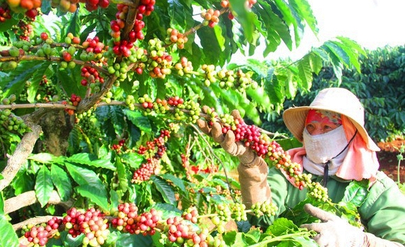 Giá cà phê thị trường thế giới và trong nước đồng loạt tăng