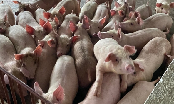 Giá heo hơi hôm nay 29/7: Tiếp tục giảm trên diện rộng