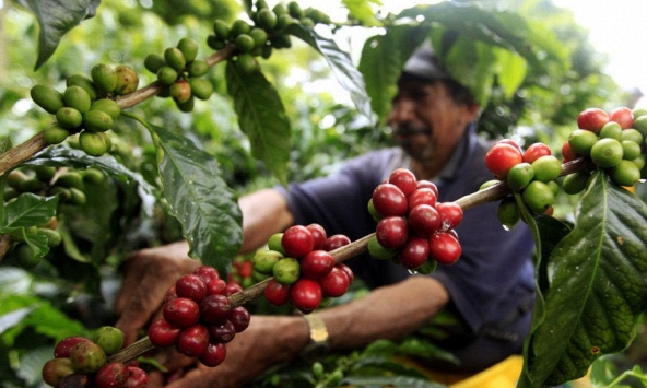 Hồ tiêu Việt Nam chiếm hơn 50% thị trường toàn cầu