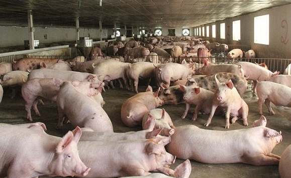 Giá heo hơi hôm nay 30/7: Tiếp tục giảm