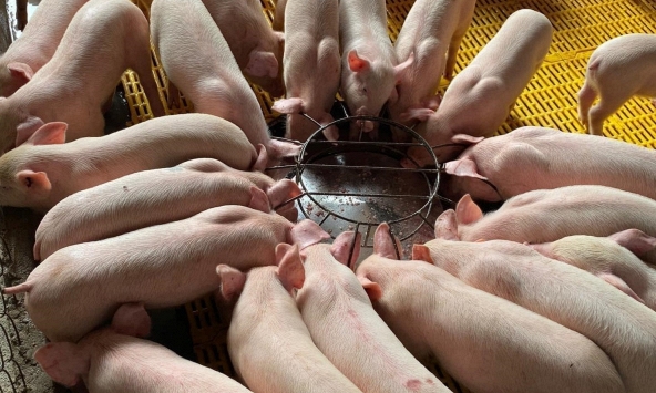 Giá heo hơi hôm nay 1/8: Vẫn trong xu hướng giảm