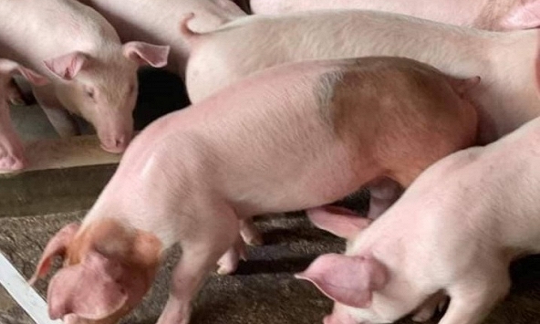 Giá heo hơi hôm nay 4/8: Hai miền diễn biến trái chiều