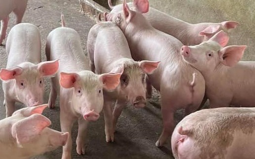 Giá heo hơi hôm nay 2/8: Đà giảm chậm dần