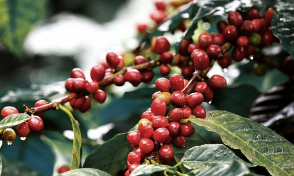 Thị trường nông sản ảm đạm, giá cà phê thấp