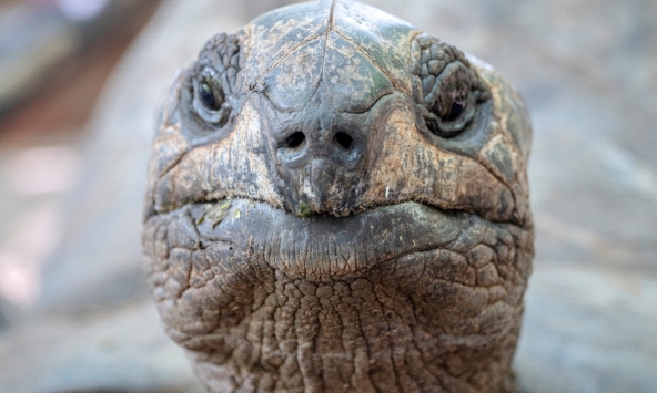 Tại sao rùa sống lâu như vậy?