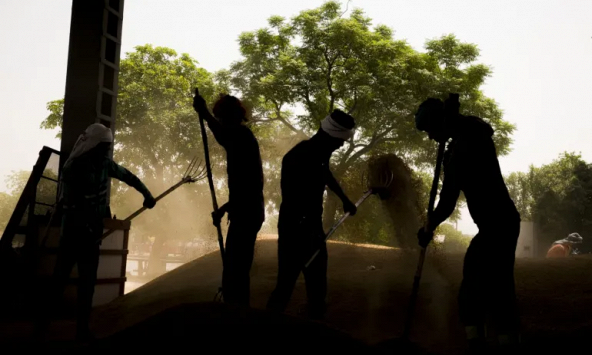 Sản lượng gạo sụt giảm của Ấn Độ có thể gây ra một cuộc khủng hoảng lương thực mới